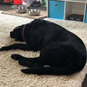 Meet your Posher, Abby